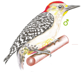 Carpinterito oliváceo